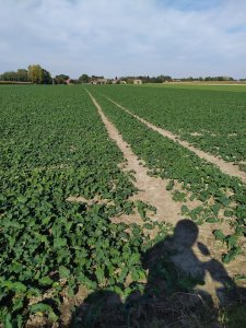 Rzepak odmiana Derrik 