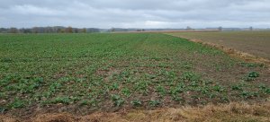 Rzepak ozimy 
Siew 19.08.2021
Zdjęcie z 20.10.2021