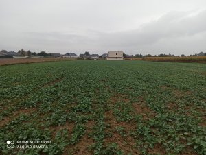 Rzepak ozimy Derrick