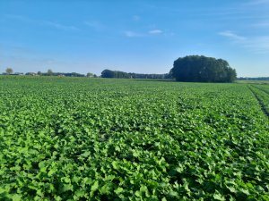 rzepak ozimy Dominator