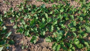 Rzepak ozimy LG Ambassador - 02.10.2021