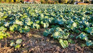 Rzepak ozimy LG Ambassador - 16.10.2021