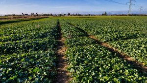 Rzepak ozimy LG Ambassador - 16.10.2021