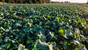 Rzepak ozimy LG Ambassador - 16.10.2021