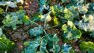 Rzepak ozimy LG Ambassador - 16.10.2021