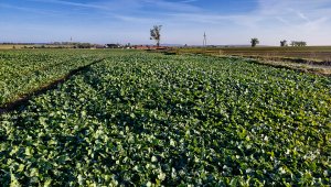 Rzepak ozimy LG Ambassador - 16.10.2021