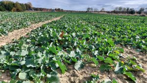 Rzepak ozimy LG Ambassador - 23.10.2021