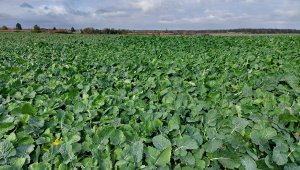 Rzepak ozimy LG Ambassador - 23.10.2021