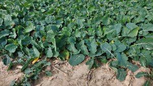 Rzepak ozimy LG Ambassador - 23.10.2021