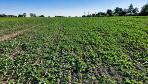 Rzepak ozimy LG Architect - 09.10.2021