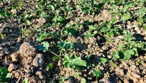 Rzepak ozimy LG Architect - 09.10.2021