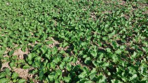 Rzepak ozimy LG Architekt - 04.10.2021