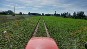 Rzepak ozimy LG Architekt - 04.10.2021