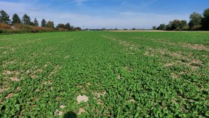 Rzepak ozimy LG Architekt - 04.10.2021