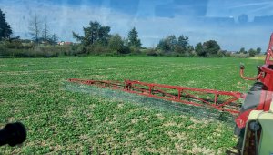 Rzepak ozimy LG Architekt - 04.10.2021