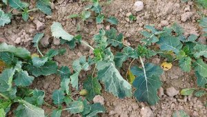 Rzepak ozimy LGArchitekt - 23.10.2021