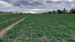 Rzepak ozimy LGArchitekt - 23.10.2021