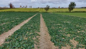 Rzepak ozimy LGArchitekt - 23.10.2021