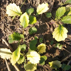 Rzepak przebarwienia