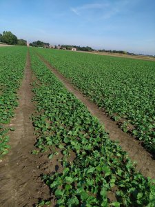 Rzepak Umberto 1.10.2021