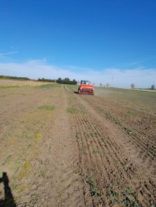 siew rzepaku 20.10.2021