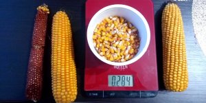 Ziarno kukurydzy