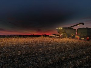 Żniwa kukurydziane 2021  w RSP Bujaków 