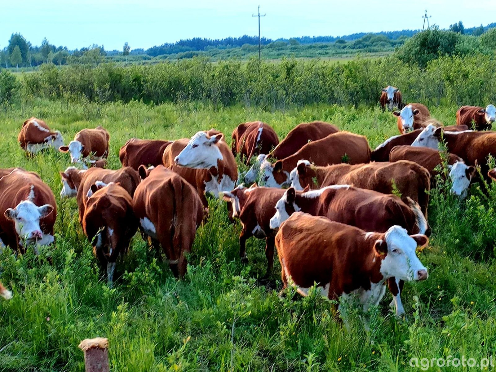 Hereford zdjęcie, fotka, foto numer 808926 Galeria rolnicza agrofoto