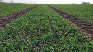 Pszenica ozima 13.11.2021