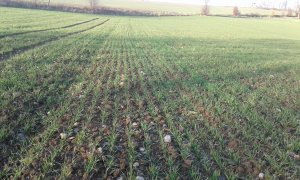 Pszenica Ozima Sacramento