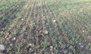 Pszenica Ozima Sacramento