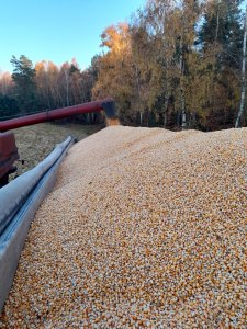 Żniwa kukurydziane 2021 