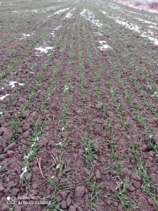 Pszenica Is Laudis siew 5.10.21