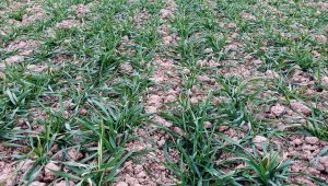 Pszenica ozima 04.12.2021