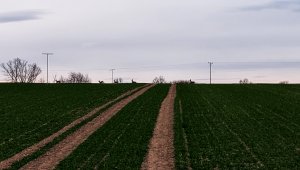 Pszenica ozima 04.12.2021