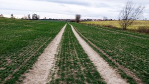 Pszenica ozima 04.12.2021