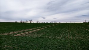 Pszenica ozima 04.12.2021