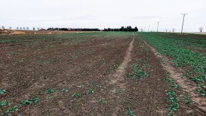 Rzepak ozimy LG Ambassador - 04.12.2021