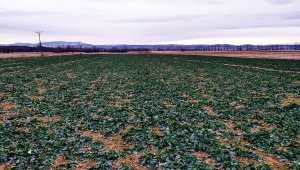 Rzepak ozimy LG Ambassador - 04.12.2021