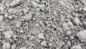 Rzepak ozimy LG Ambassador - 04.12.2021