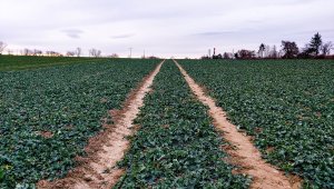 Rzepak ozimy LG Architect 04.12.2021