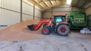 Kubota m7060 załadunek pszenicy