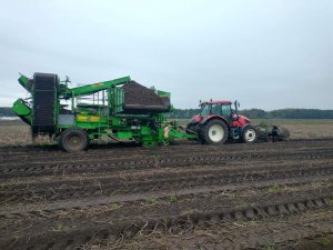 Zetor Forterra 120 hsx podczas zbioru ziemniaków