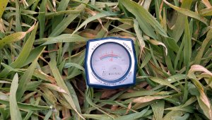 Jęczmień ozimy KWS Higgins - 06.03.2022