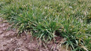 Jęczmień ozimy KWS Higgins - 06.03.2022