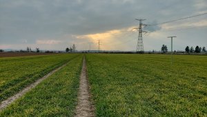 Jęczmień ozimy KWS Higgins - 16.03.2022