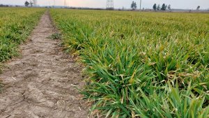 Jęczmień ozimy KWS Higgins - 16.03.2022