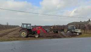 Ładowanie podłoża pieczarkowego na rozrzutnik.