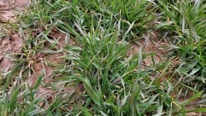 Pszenica ozima 06.03.2022