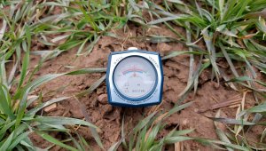 Pszenica ozima 06.03.2022